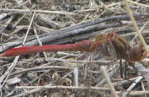 Sympetrum meridionale